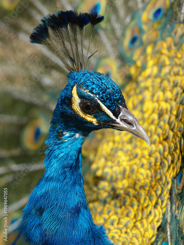 A vibrant peacock displaying its stunning blue and yellow feathers, showcasing nature's beauty.