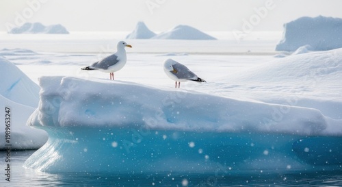 Pair of seagulls resting on icy blue glacier floating in arctic ocean.