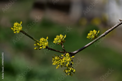 Branch with fresh yellow blossom of blooming dogwood, Cornus mas or dogwood, Sofia, Bulgaria 
