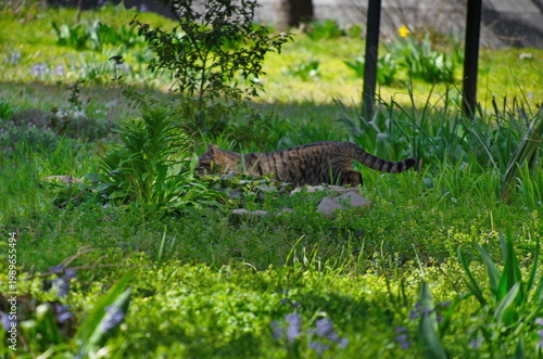 Beautiful black and white striped cat in action to catch a rat in the garden,  Sofia, Bulgaria 