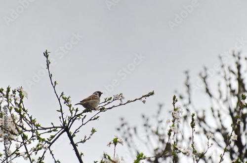 A sparrow rests on a branch with fresh bloom  of plum-tree or Prunus domestica flower in the garden, Sofia, Bulgaria   