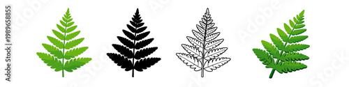 Fern Leaf Illustrations