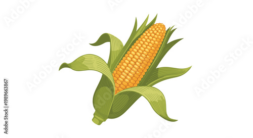 Single ripe ear of yellow corn is shown partially enclosed by its green husks in a detailed botanical illustration.