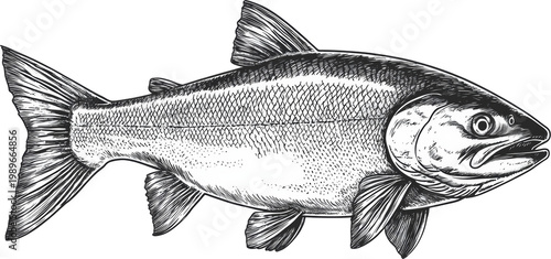 salmon illustration 