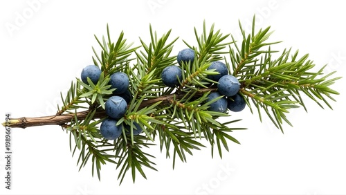 A sprig of juniper berries on a transparent background