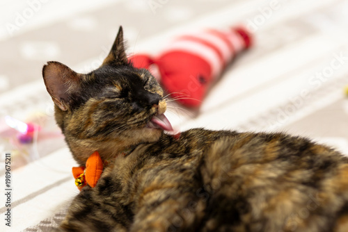 Foto サビ猫
