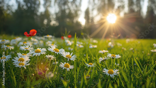 Close-up of white daisies in a vibrant meadow with red poppies, glowing sunlight and soft bokeh background. Bright, warm colors create a peaceful, idyllic outdoor nature scene