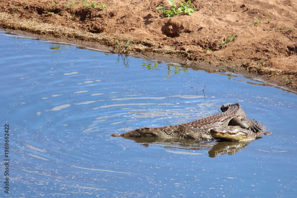 Fototapeta premium Nilkrokodil / Nile crocodile / Crocodylus niloticus