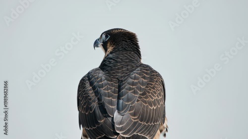 Bird with dark feathers and brown accents on wings and head