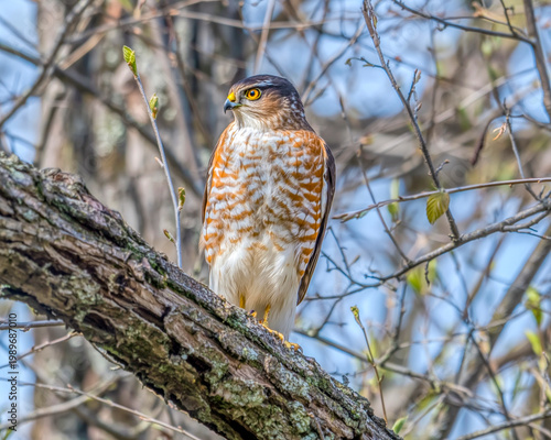 Sharp shinned hawk