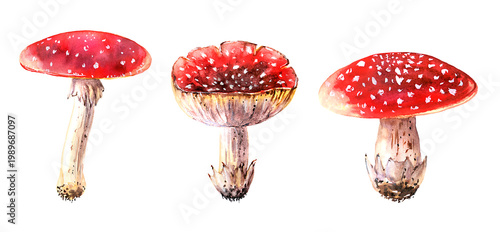 Bild auf Leinwand Three watercolor fly agarics, sketched in an isolated clip art set