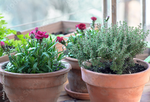 closeup on leaf of thyme in terracotta flowerpot next to flowers  potted on a...