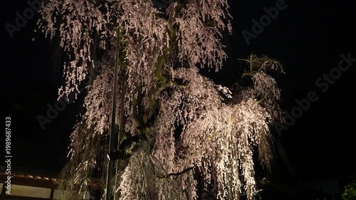 山梨県　慈雲寺の夜桜
