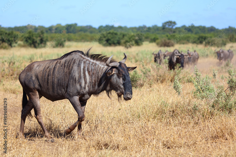 Fototapeta premium Streifengnu / Blue wildebeest / Connochaetes taurinus