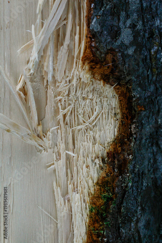 Axe cuts in a standing tree, showing the bark and inside of the tree, background texture