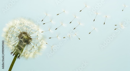 Delicate dandelion seed head in the breeze a moment of ephemeral beauty and natural dispersal