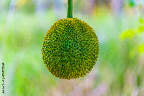 Foto A view of Gac melon on coconut island on the Hau river in the Mekong Delta, Viet