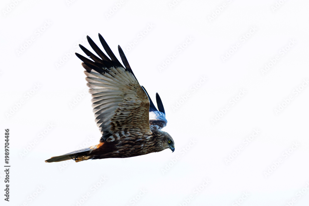 Obraz premium adult male western marsh harrier (Circus aeruginosus) in flight, found at Texel in the Netherlands