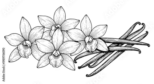 Flower floral ornament with vanilla bean pods and hand-drawn line art for bakery branding, labels, and vintage design
