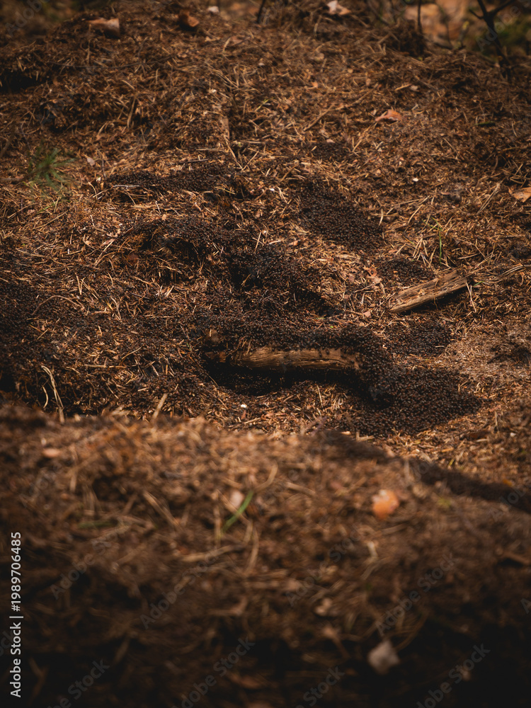 Fototapeta premium Close-up view of a massive anthill in a deep forest, teeming with thousands of active wood ants crawling over a complex structure of pine needles, dry twigs, and dark soil in their natural habitat.