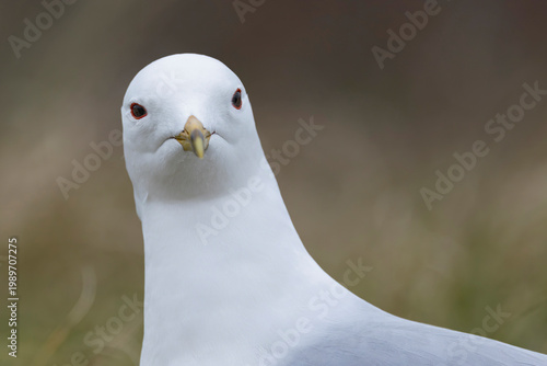 Foto portrait of an adult common gull (Larus canus) found at Texel in the Netherlands