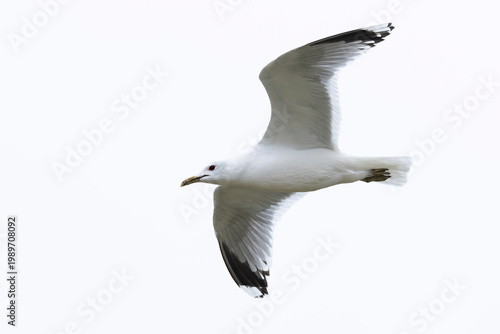 Quadro em tela adult common gull (Larus canus) in flight, found at Texel in the Netherlands