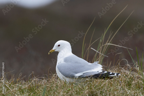 adult common gull (Larus canus) perching on gorund, found at Texel in the Netherlands