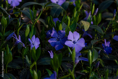 Blooming purple periwinkle in the park. Spring flowers of Ukraine. Close-up. Floriculture.
