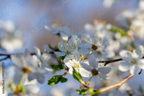 Beautiful delicate white flowers on a branch of cherry plum. Close up.