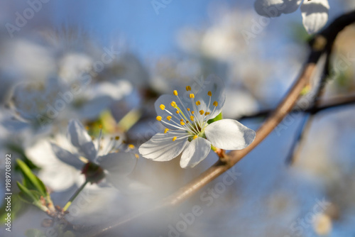 Beautiful delicate white flowers on a branch of cherry plum. Close up.