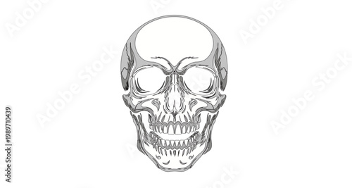 A detailed illustration of a human skull against a solid black background