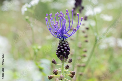 Obraz na plátne A detailed close-up of a wild grape hyacinth (Muscari comosum) with its purple color and intriguing geometric structure