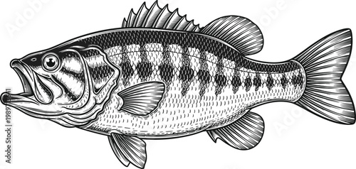 Detailed fish engraving illustration freshwater bass wildlife nature vintage style aquatic animal drawing
