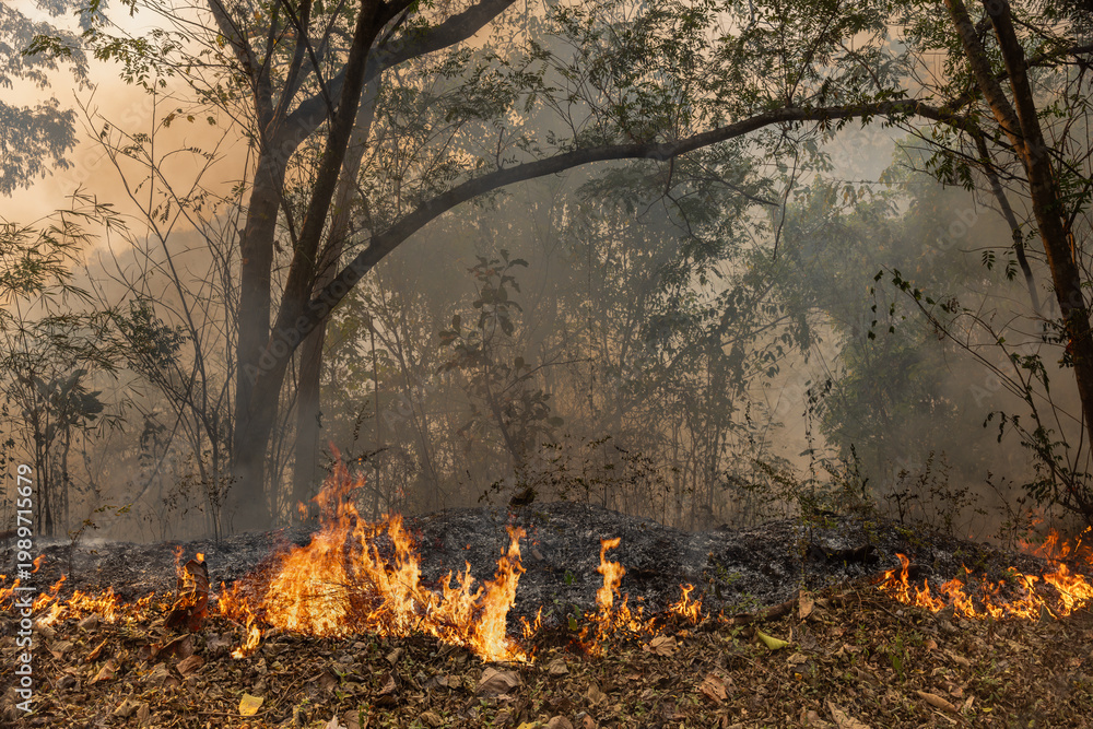 Fototapeta premium Wildfires in tropical forest release carbon dioxide (CO2) emissions and other greenhouse gases (GHG) that contribute to climate change.