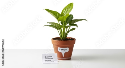 Potted Plant Labeled Control on White Surface