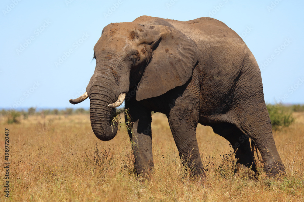 Naklejka premium Afrikanischer Elefant / African elephant / Loxodonta africana