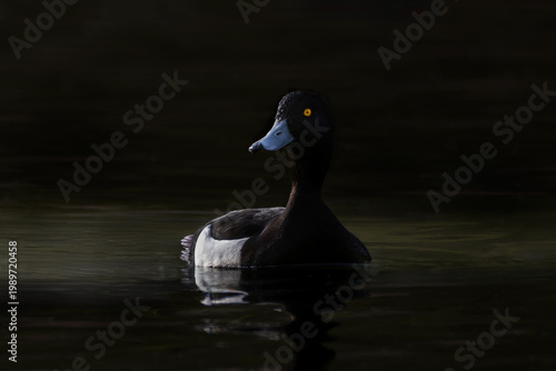 Tuften duck in the shadows showing off a bright yellow eye