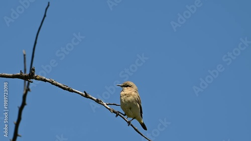 a northern wheatear perched on a dry, thorny branch against a clear blue sky, featuring the bird looking around with alert movements