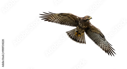 Common Buzzard in Flight Against Black Background
