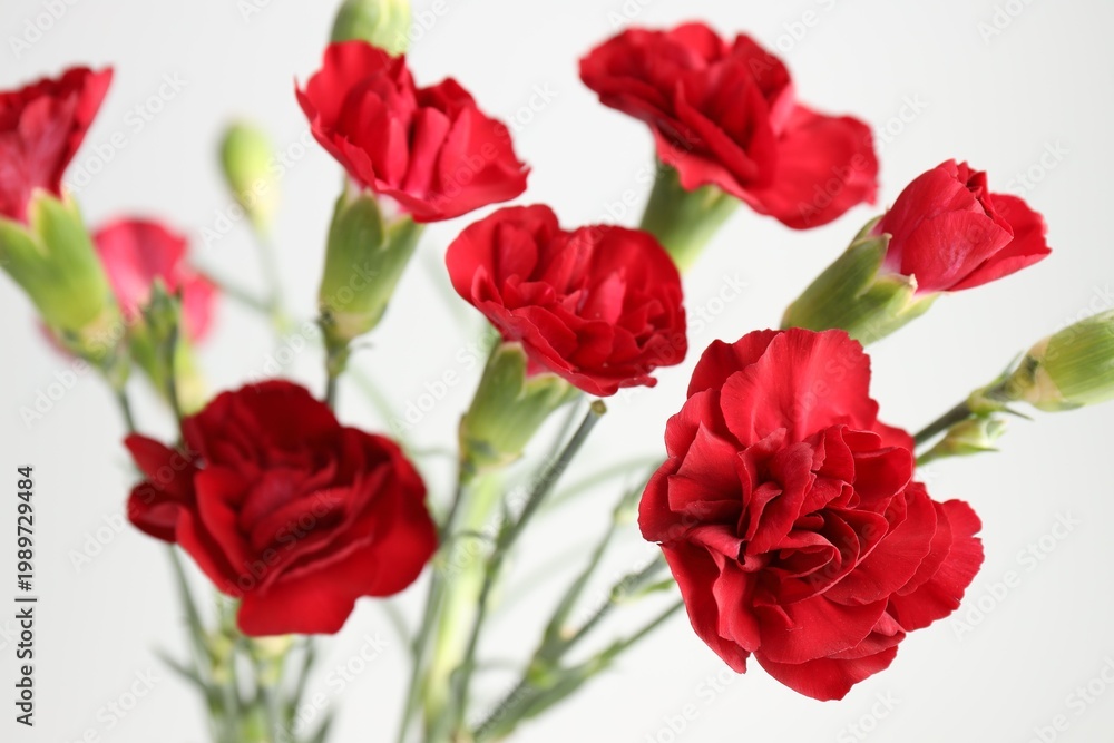 Fototapeta premium Beautiful carnation flowers on light grey background, closeup