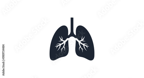 Human lungs with trachea and bronchi.