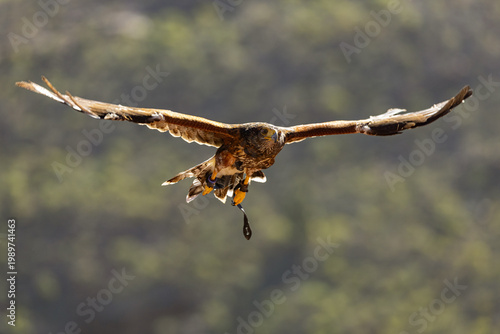 A majestic Steppe Eagle (Aquila nipalensis)  is captured in a detailed profile portrait, showcasing its powerful hooked beak and deep-set eyes against a natural green background