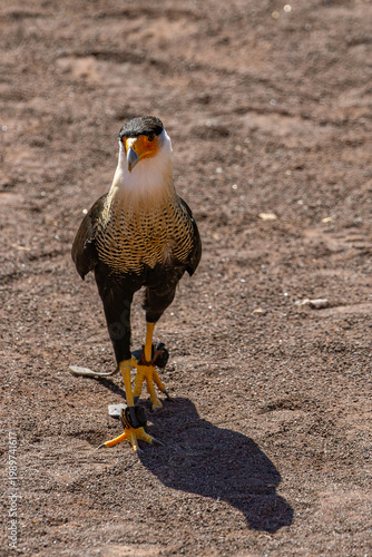 A Crested Caracara (Caracara plancus) walks across the sand, showing its long yellow legs and distinctive orange facial skin
