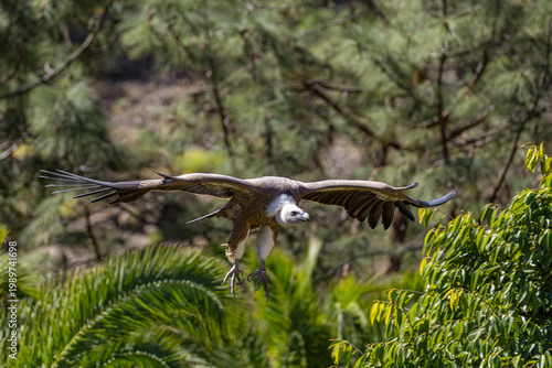 A Griffon Vulture (Gyps fulvus) prepares to land, its massive wings fully extended against a backdrop of lush Canary Island pine and palm trees