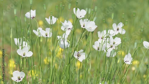 Wild white poppy flowers on the field