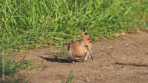 Eurasian hoopoe feeding on ants and larvae and dust bathing