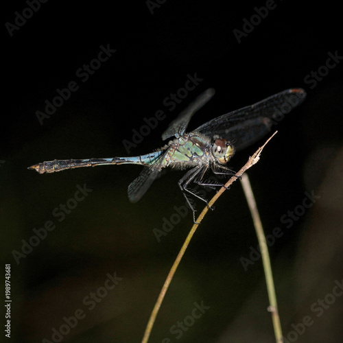 Dragonfly in Dark Scene with Bokeh Lights and Night Mood