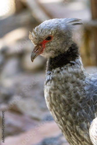 A detailed close-up of a Southern Screamer (Chauna torquata), showcasing its distinctive grey plumage, crest of feathers, and the reddish skin around its eye
