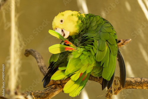 A Yellow-headed Amazon parrot (Amazona oratrix) preening its brilliant green and yellow feathers while perched on a branch at a wildlife sanctuary on Gran Canaria