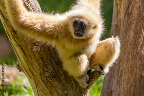 A Lar gibbon (Hylobates lar) with distinct cream-colored fur and a dark facial mask rests on a tree limb at a wildlife conservation center on Gran Canaria